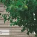 Сайдинг Ю-Пласт TIMBERBLOCK Пихта (Тимберблок) Cахалинская купить в Стерлитамаке